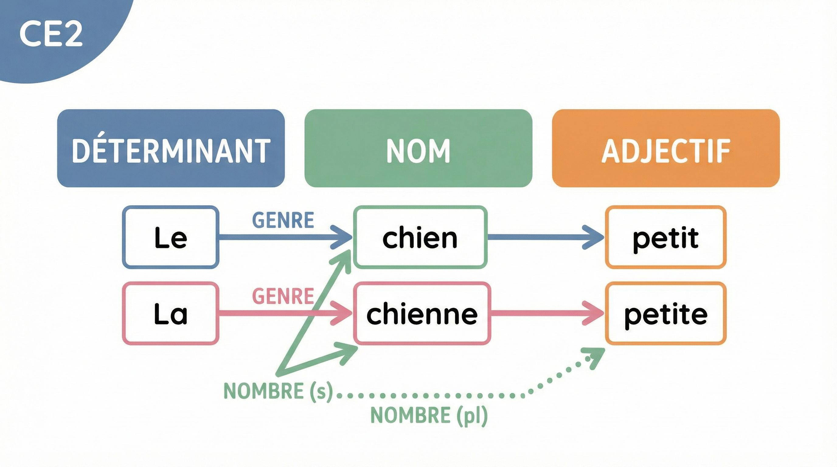 Accord du groupe nominal CE2 : exercices et corrigé