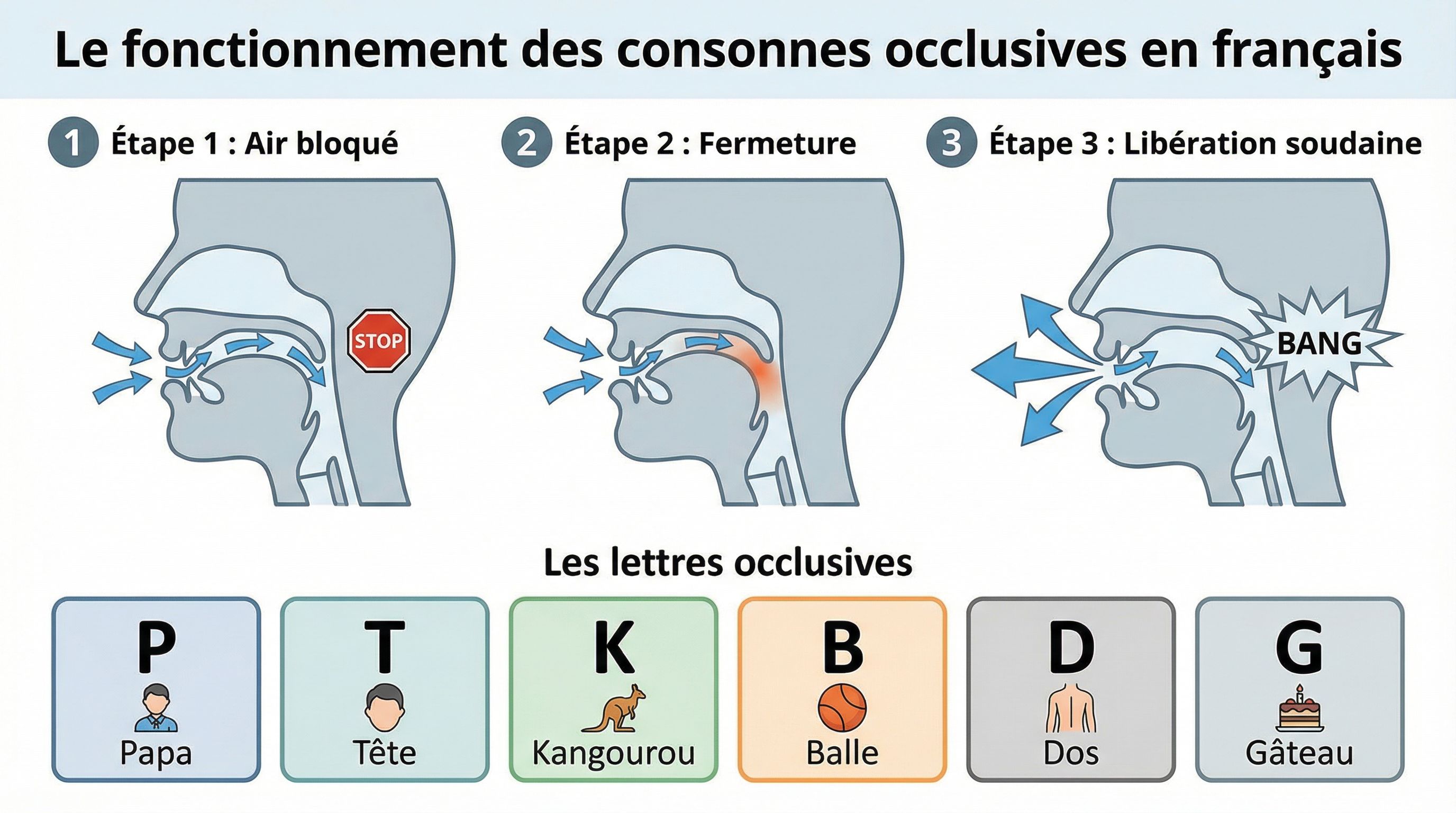 Les consonnes occlusives en français